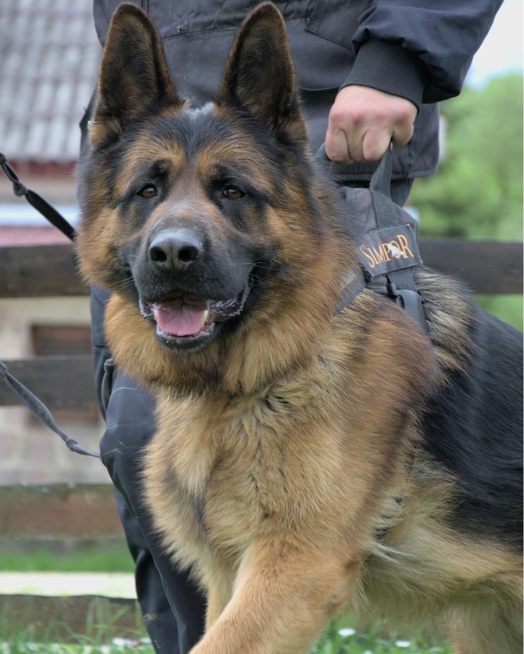 Simpor K9 — dog enjoying time at the resort