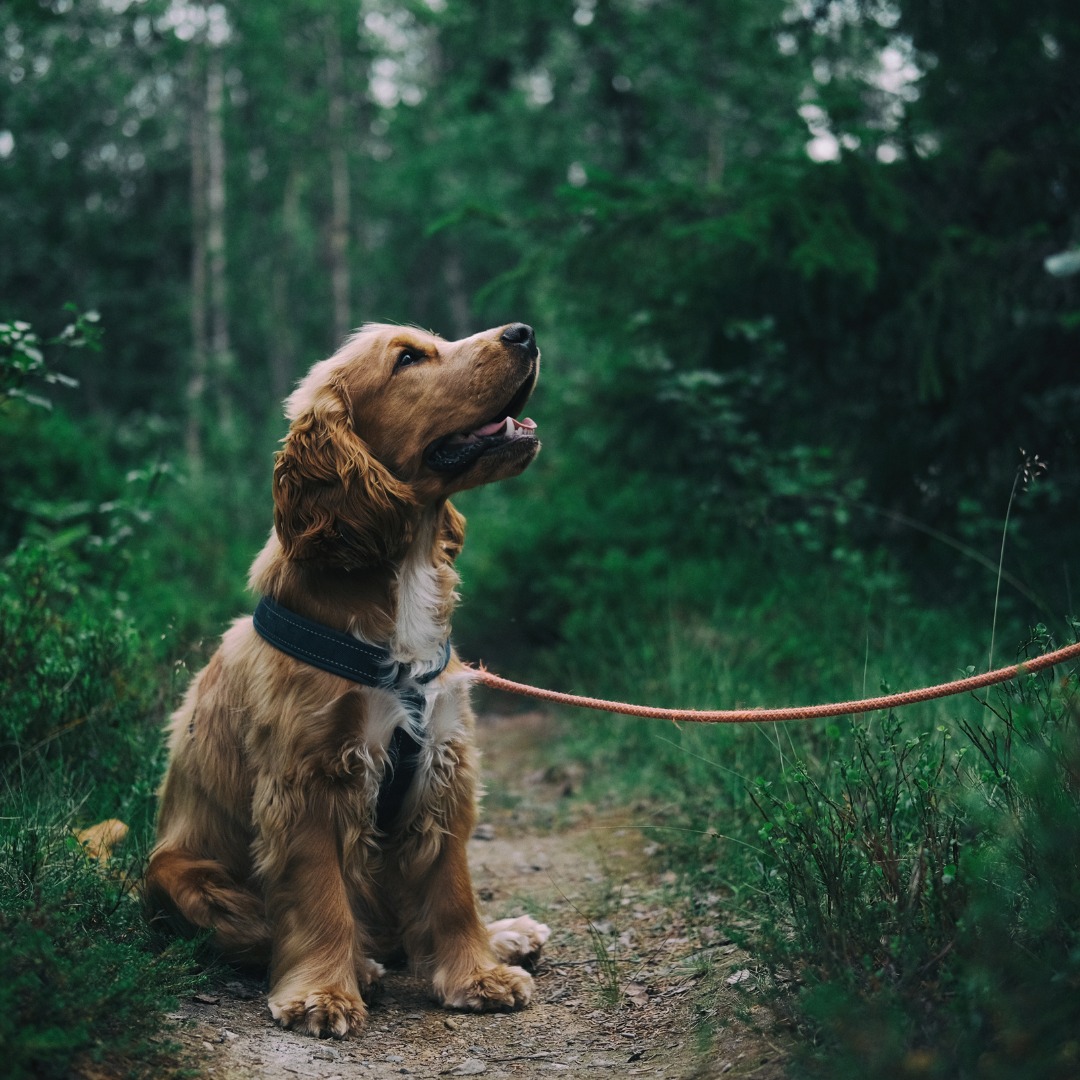 Simpor K9 — dog at the resort