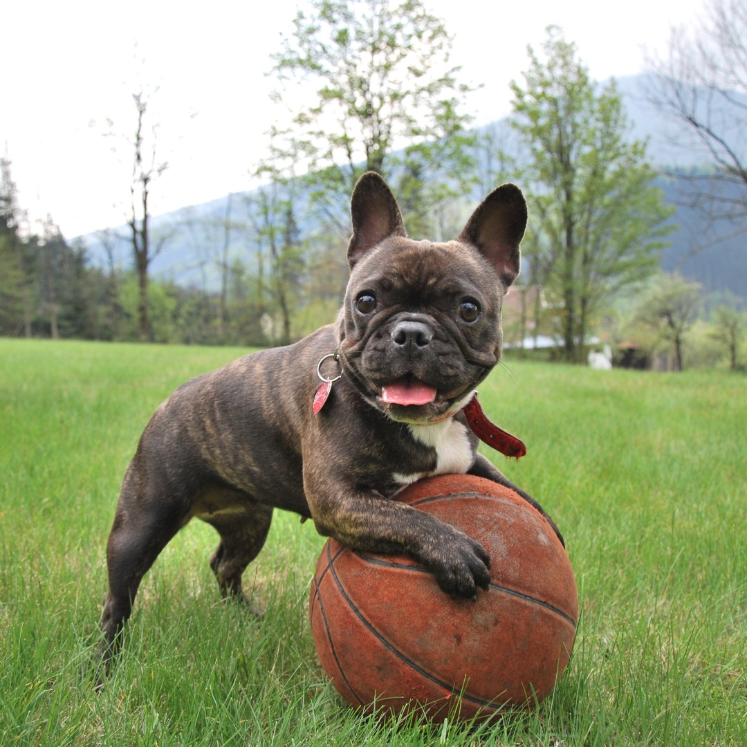 Simpor K9 — outdoor play